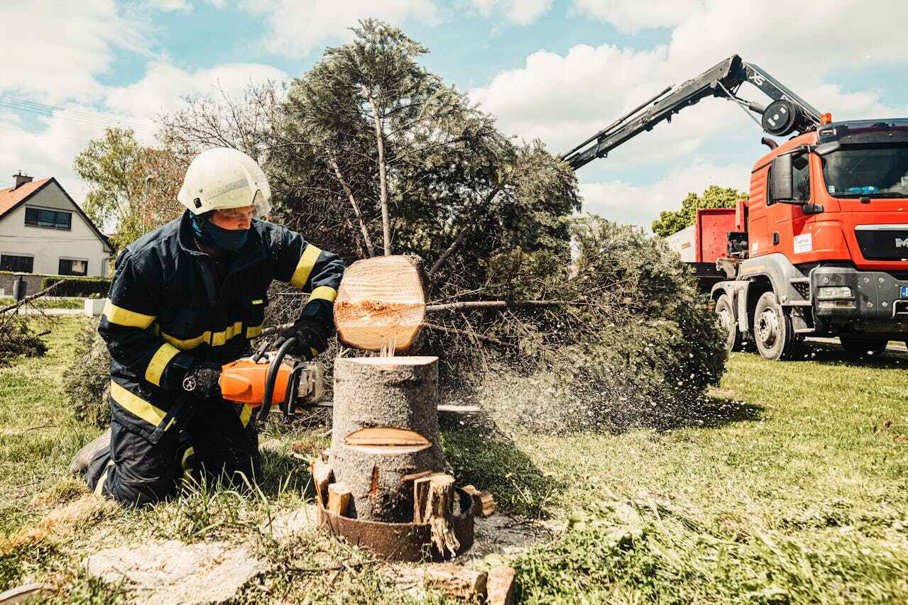 Professional Tree Service in Corsicana, TX